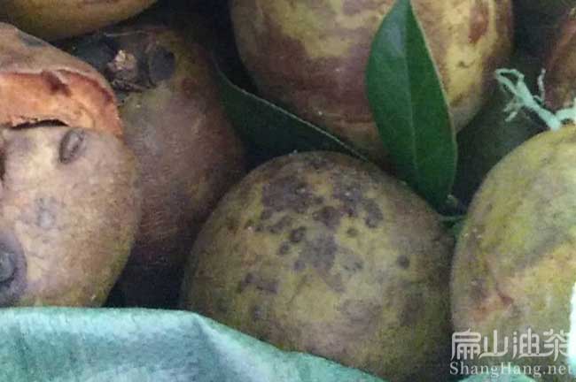 天平大果紅花茶樹苗