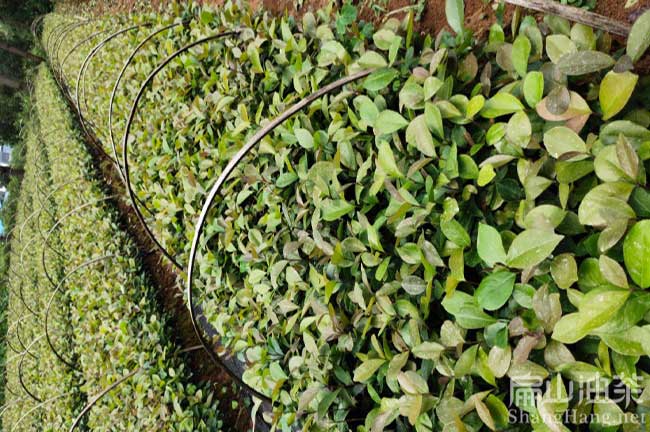 蒙江茶樹苗批發
