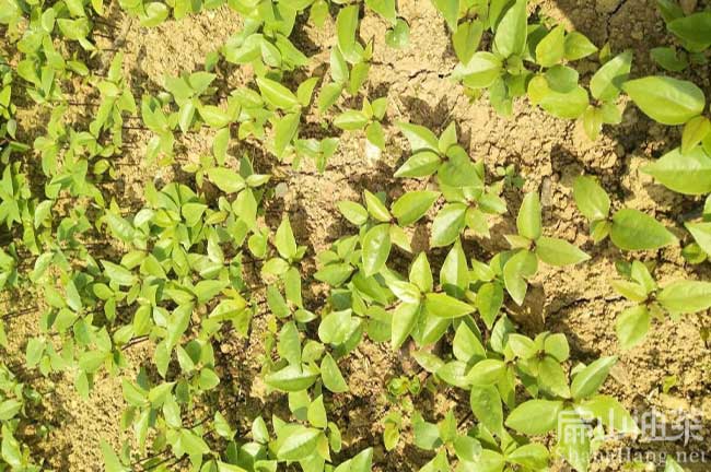 梧州桂林這裏的大紅花油茶苗性價比高 掛果非常大多（duō）-扁山油茶