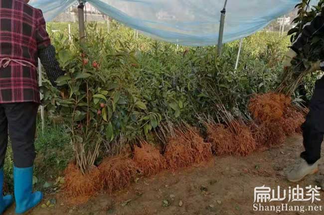 恭城油茶基地 G桂林恭城油茶基地種植大果紅花油茶苗-扁山油茶