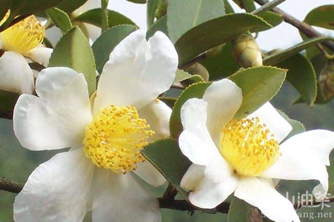 均（jun1）溪白花油茶苗