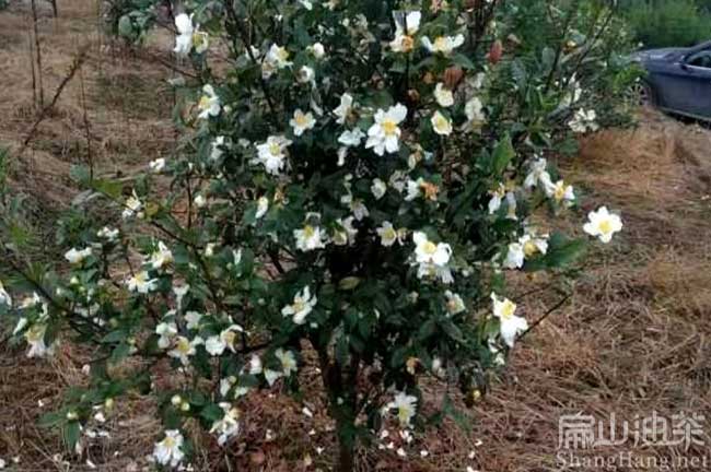  潮州（zhōu）油茶苗批發