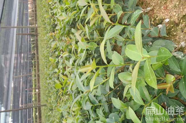 韶關油茶苗（miáo）批發