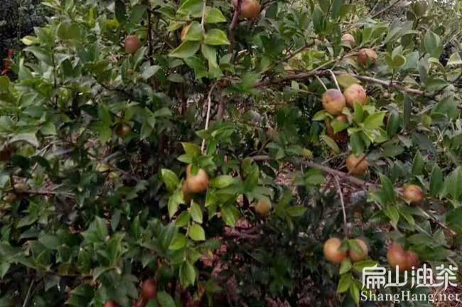 崇左茶樹種植（zhí）