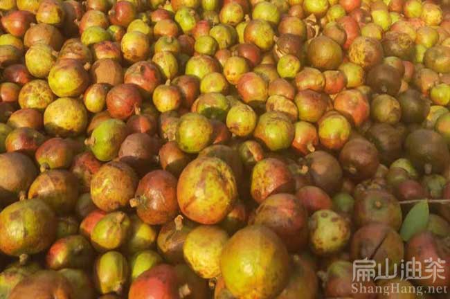 茶籽加工（gōng）