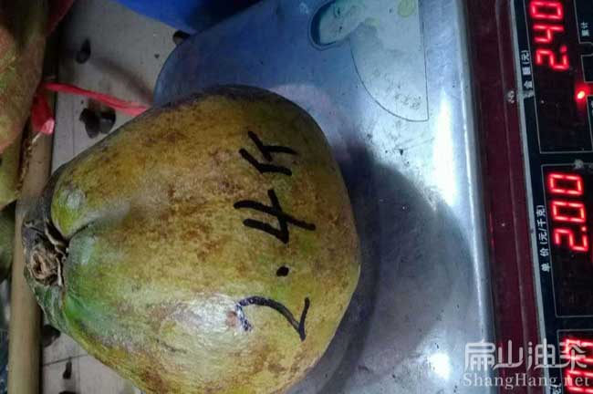 大果油茶（chá）種植技（jì）術