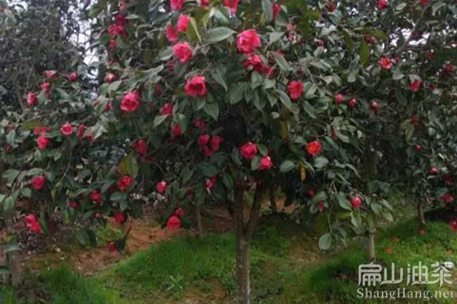 大果油茶（chá）種植 