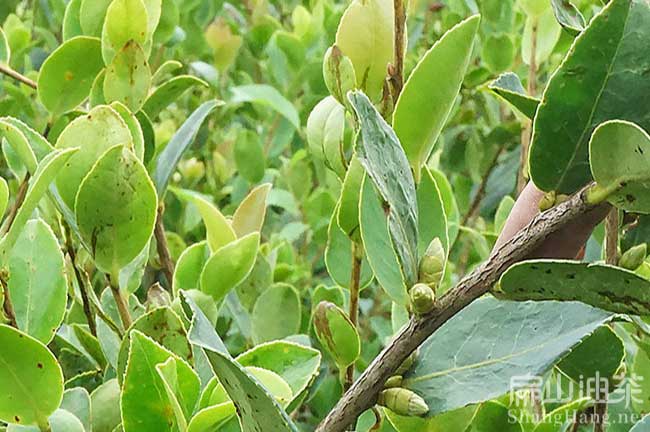 龍（lóng）岩好油茶苗批發（fā）