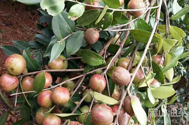 畢（bì）節油茶基地