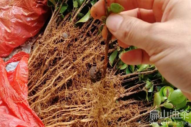 油茶嫁接（jiē）技術標準