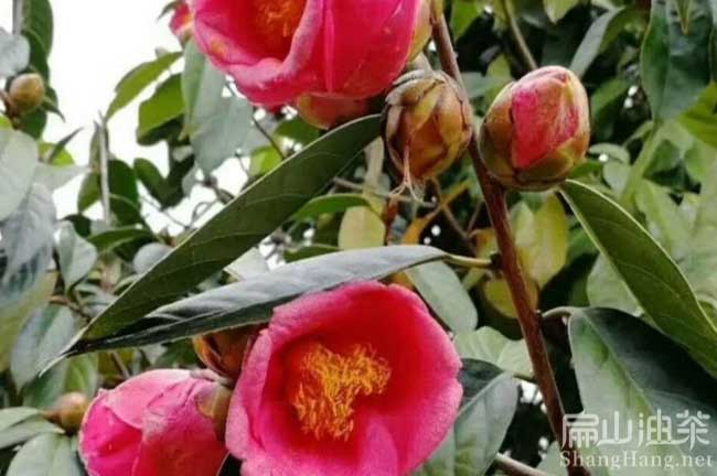 烏沙紅（hóng）花油茶苗培育