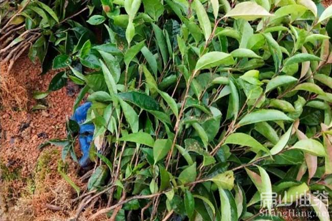 浙江湖南廣西（xī）種（zhǒng）植中科紅花大果油茶苗特點及優點公示-扁山油茶