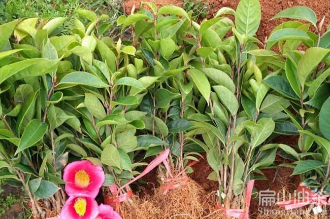 永春紅花油（yóu）茶苗