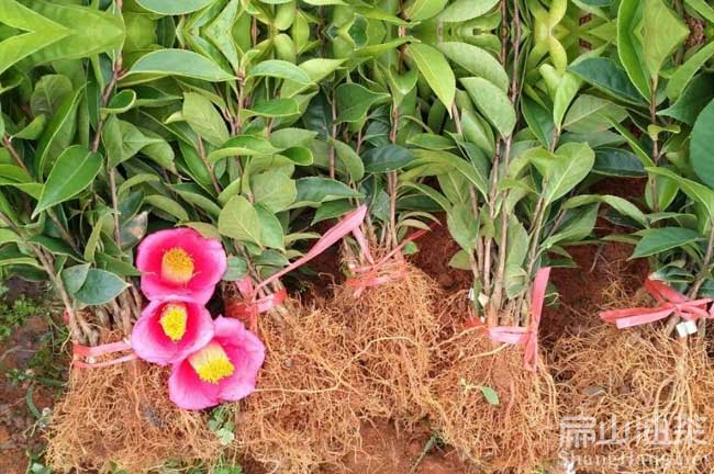 浙江（jiāng）大紅花油茶苗（miáo）
