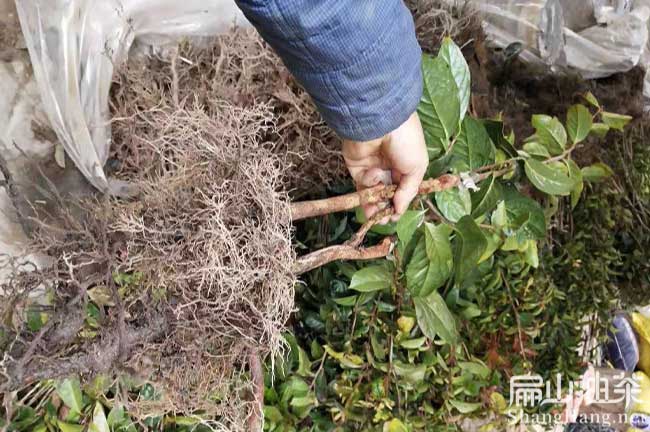 油（yóu）茶（chá）施肥