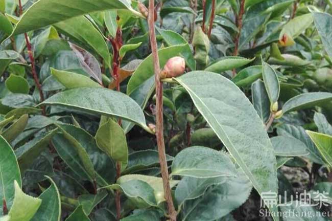 廣西大果紅花（huā）油茶苗