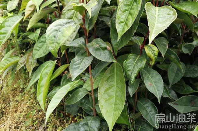 大果紅花油（yóu）茶苗（miáo）