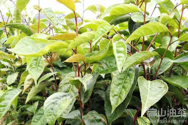 安順紅（hóng）花大果油（yóu）茶苗批發（fā） 安順紅花大（dà）果油茶（chá）苗（miáo）種植基（jī）地-扁山油茶（chá）