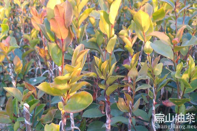 荔城油茶（chá）種植