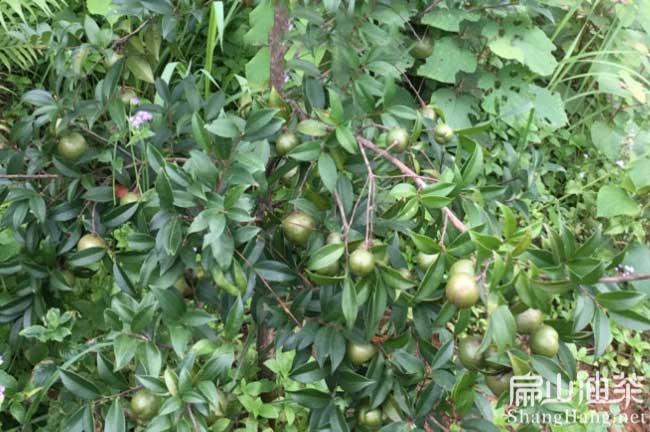 湖南中科油茶苗 湖南(nán)中科油茶苗