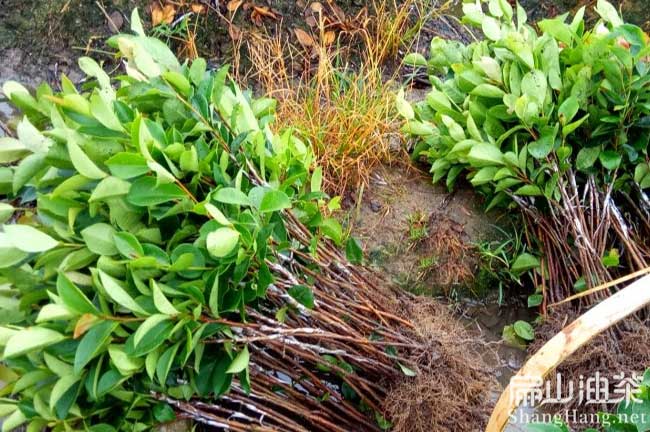 茶樹（shù）種植方法