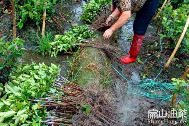梧州红花油茶苗