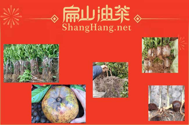 廣西油（yóu）茶苗