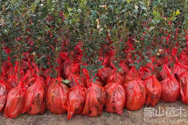 廣西茶籽（zǐ）樹苗栽培