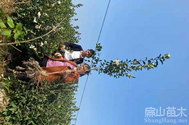恭城（chéng）油茶种植