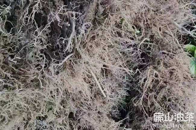 油茶種植