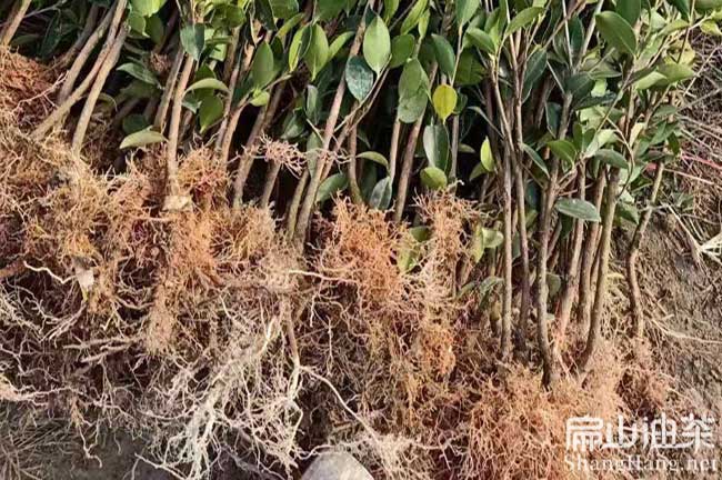 桂林長林油茶苗（miáo）