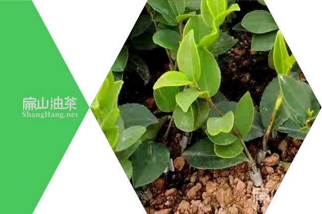 2121廣（guǎng）西油茶苗