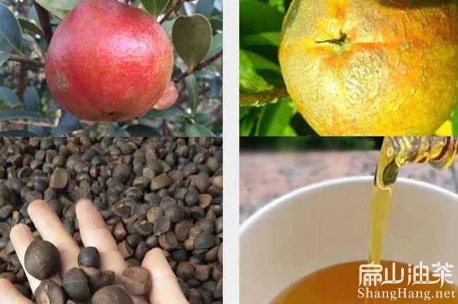 廣東12年油茶苗嫁接大紅花油茶苗標準示範基地肇慶-扁山油茶