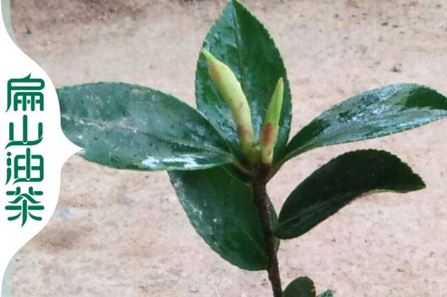 興寧油茶苗批發
