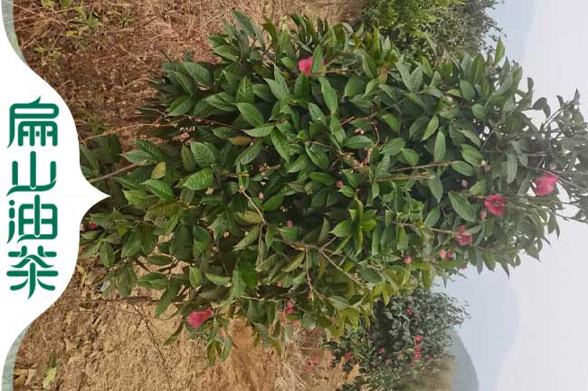 北海紅花油茶（chá）苗批發