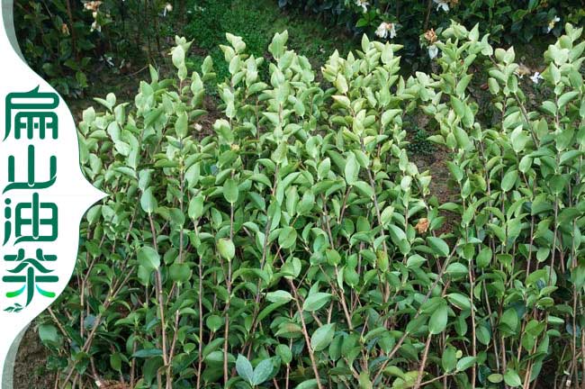 濰（wéi）坊油（yóu）茶苗批發