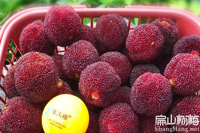 聊城（chéng）東魁楊梅苗
