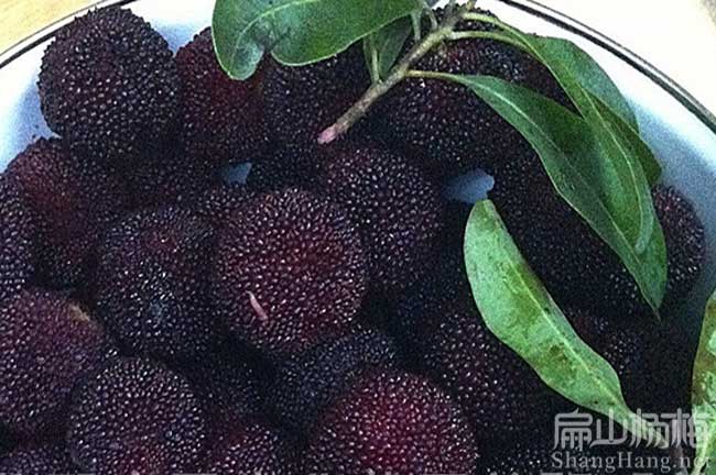 戶縣大黑（hēi）炭楊梅