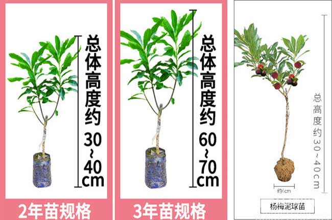 坪壩（bà）東魁楊梅苗