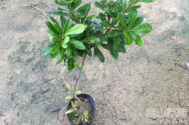 隨州（zhōu）楊梅（méi）苗（miáo）批發
