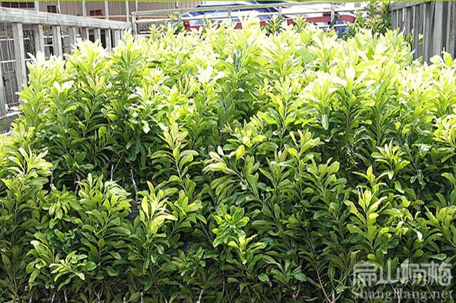 宜川縣（xiàn）水晶（jīng）楊梅苗（miáo）