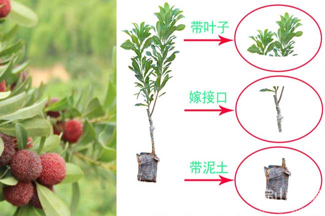 武夷山（shān）楊梅種（zhǒng）植（zhí）技術
