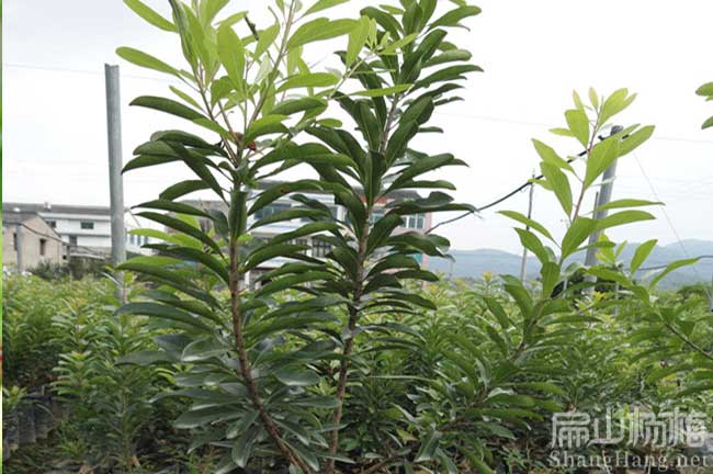 渭南楊（yáng）梅苗批發 陝西渭南楊梅苗批發價多少錢一顆-扁山油茶