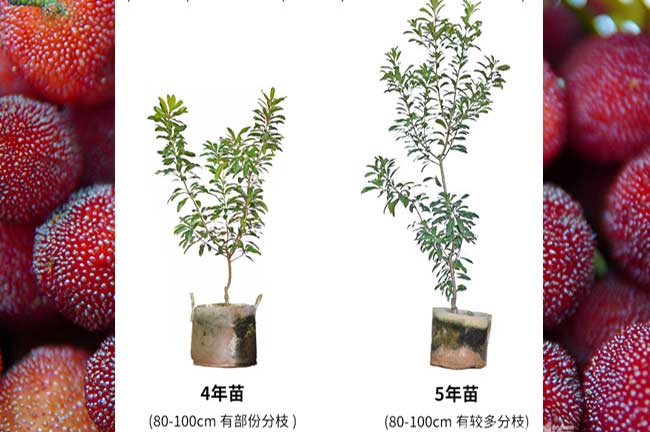 水晶楊（yáng）梅苗批發 清（qīng）遠英（yīng）德陽山連南楊梅種植豐收（shōu）畝產量3000斤