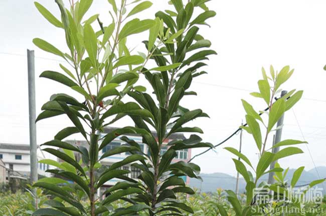 濱州楊梅（méi）種植