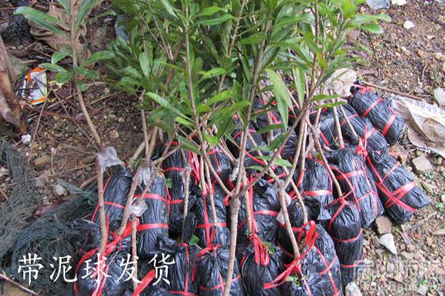 略陽縣（xiàn）楊梅（méi）杯（bēi）苗批發