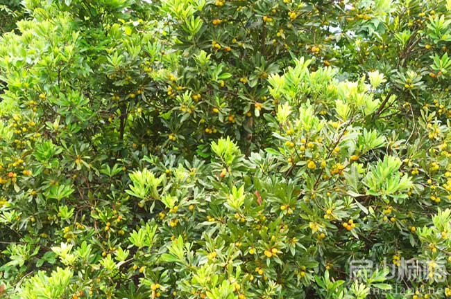 潛江水（shuǐ）晶楊梅苗