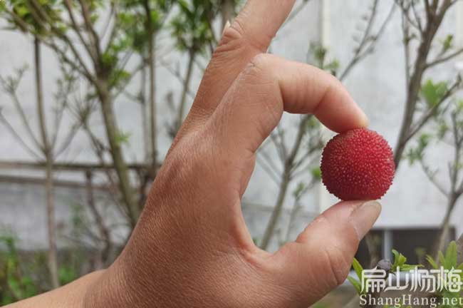 大楊梅 德化惠安東魁（kuí）楊梅安溪本地油茶（chá）苗（miáo）批（pī）發永春茶籽回收