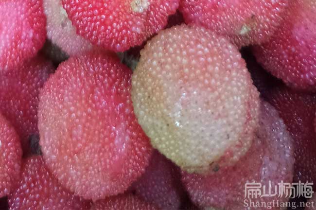 江門水晶楊（yáng）梅苗