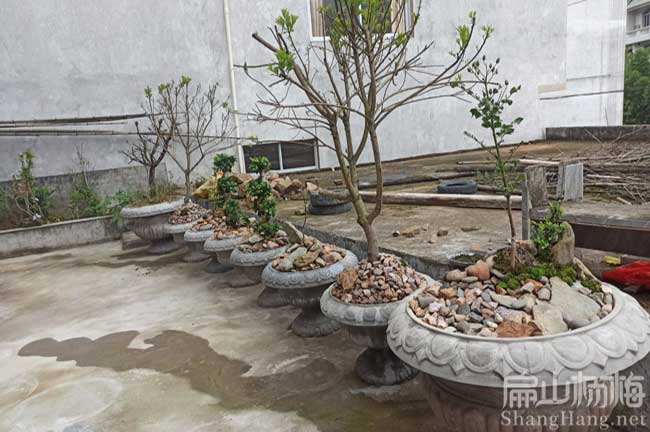 浠水（shuǐ）縣楊梅盆栽